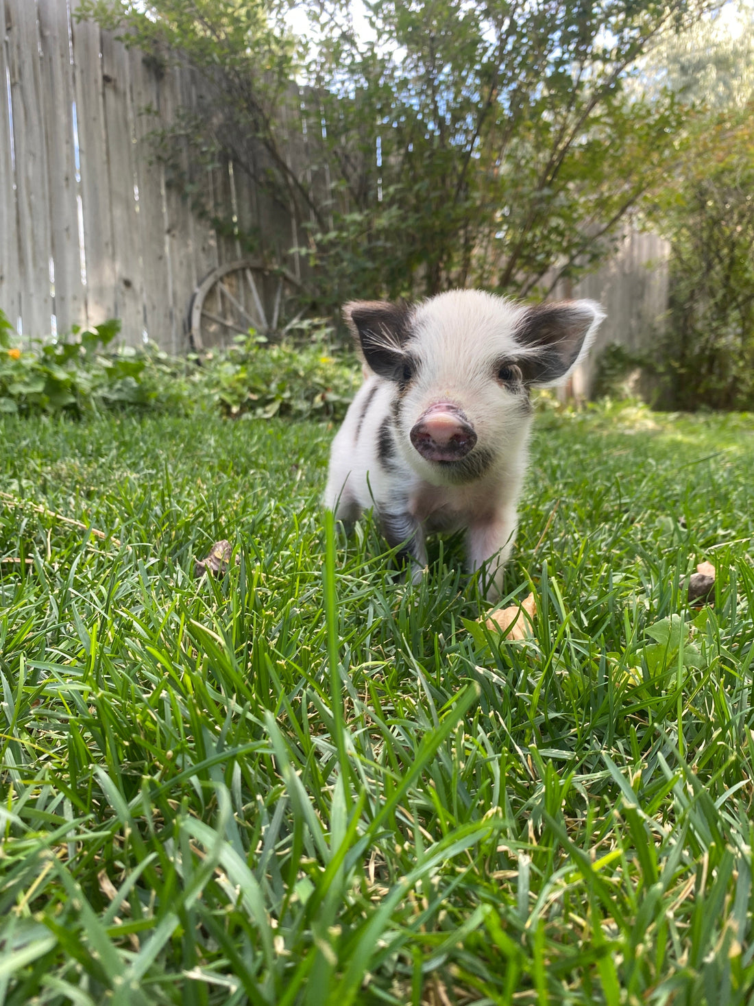 Meet Phoebe- our little pig